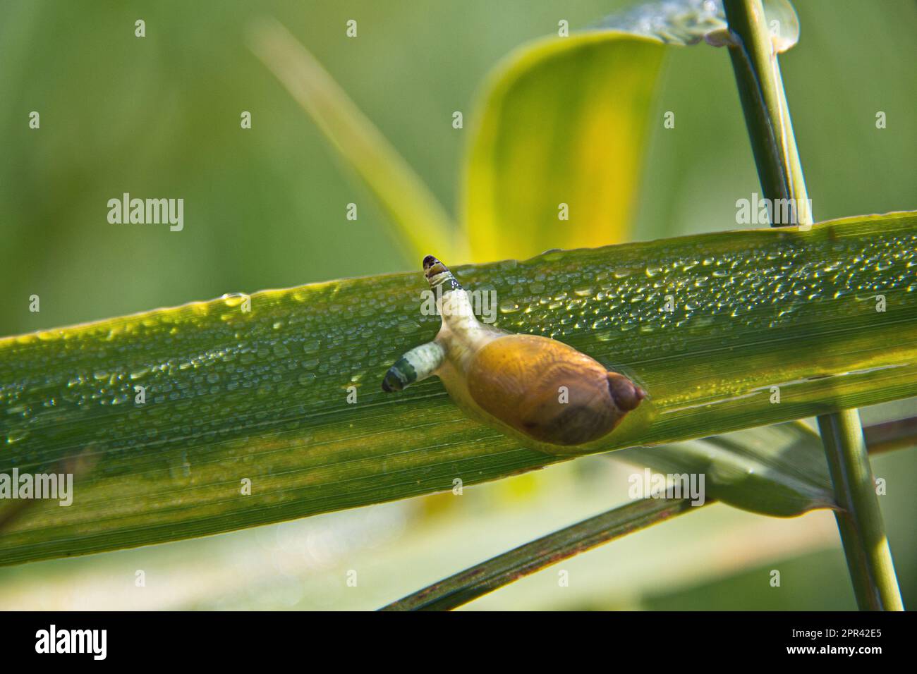 green-banded broodsac (Leucochloridium paradoxum), flatworm in the feelers of a snail (Succinea), Germany Stock Photo