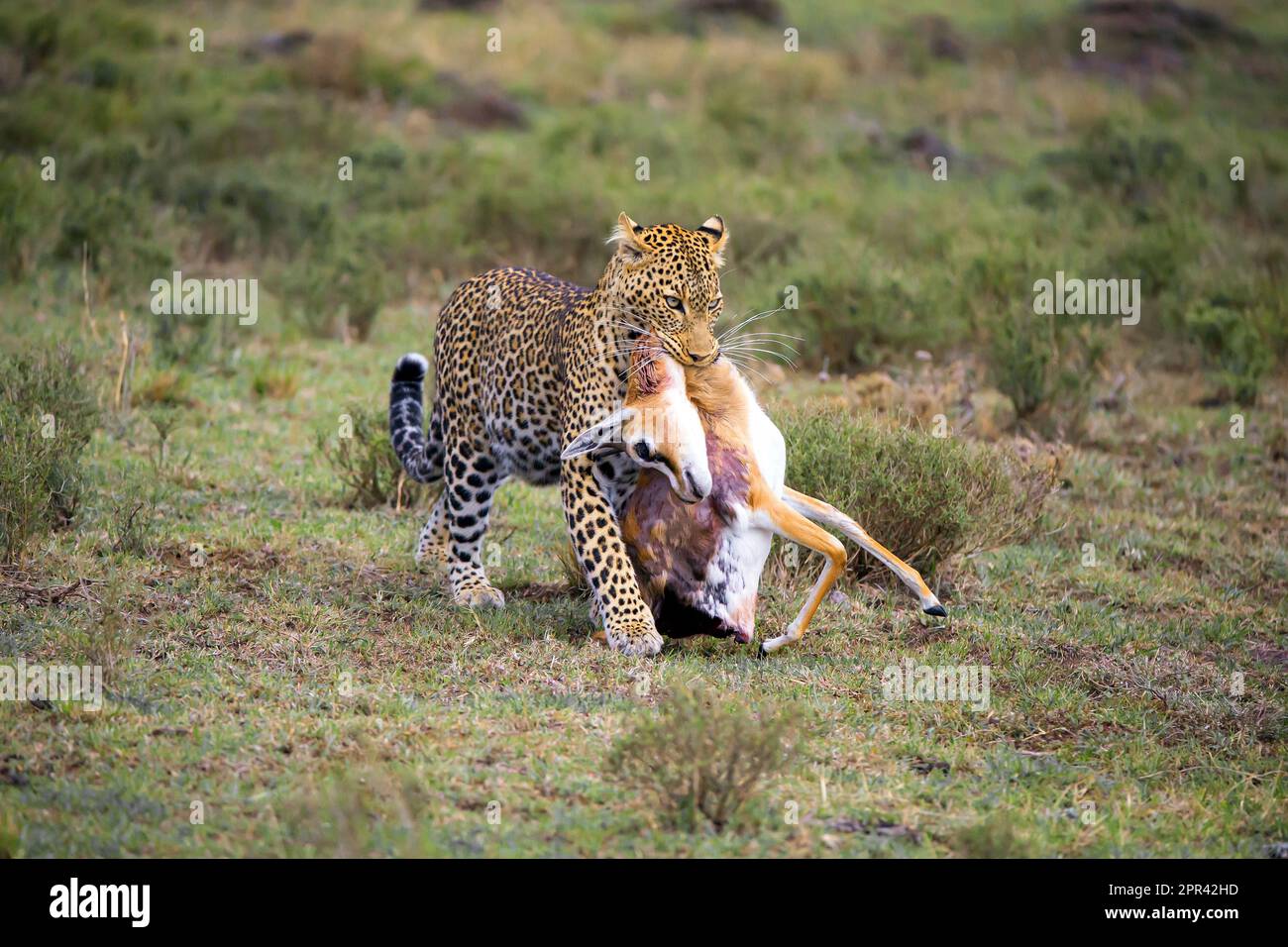 leopard (Panthera pardus), leopardess with an antelope in her mouth as ...