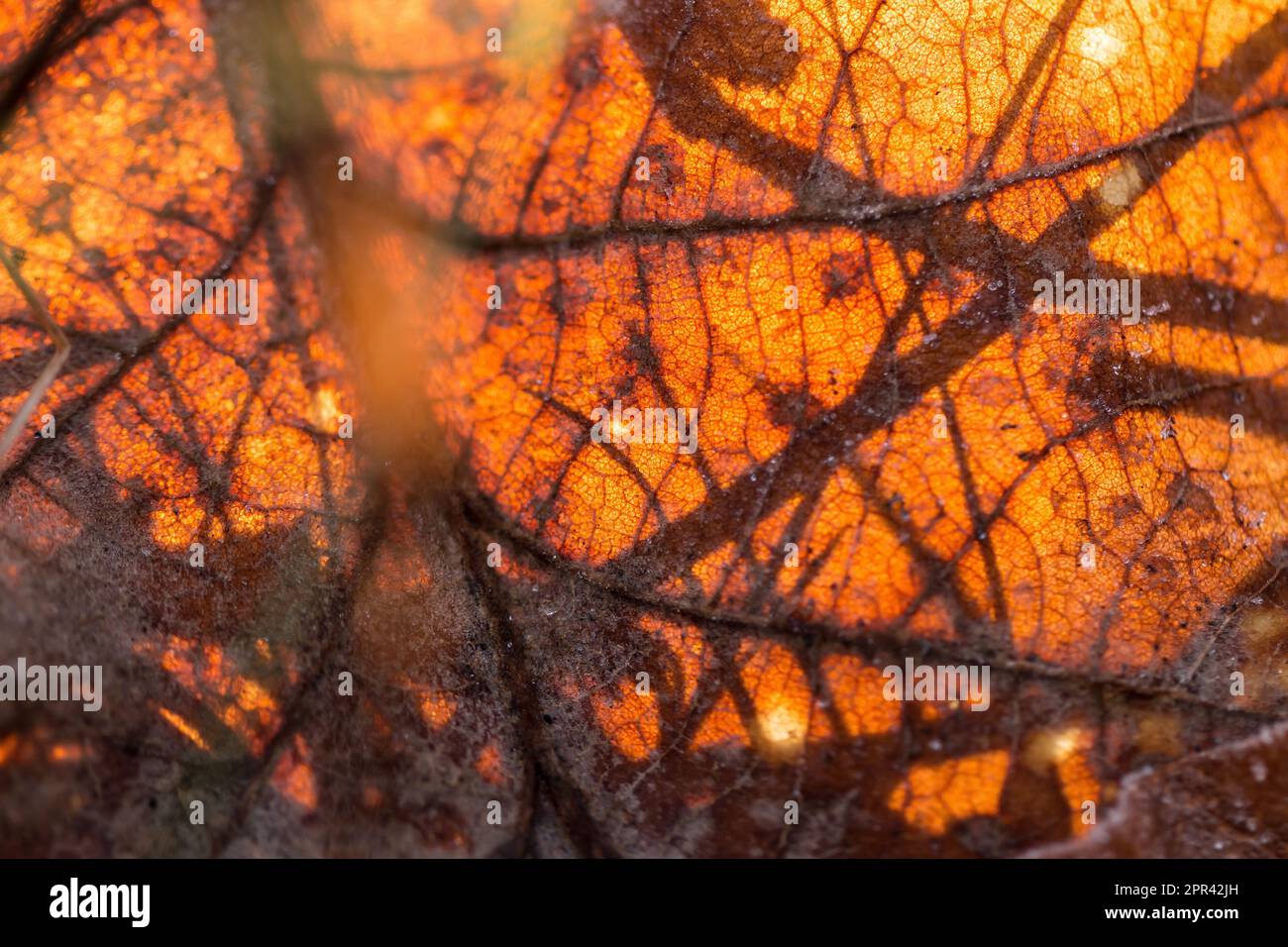 Veins in the leaf structure hi-res stock photography and images - Alamy