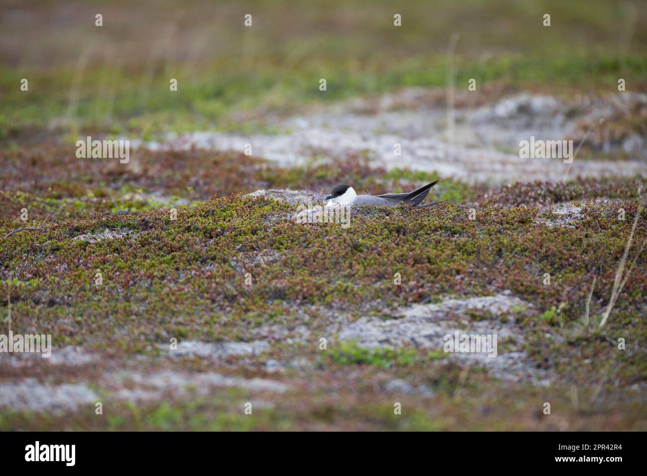 long-tailed skua (Stercorarius longicaudus), breeding in halophytes, side view, Scandinavia Stock Photo