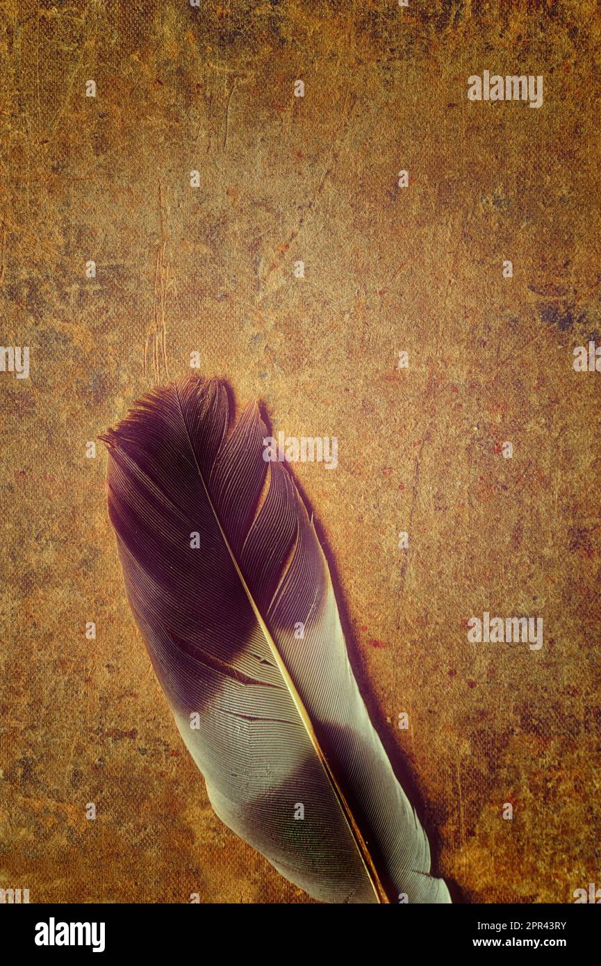 magpie feather on a brown background Stock Photo