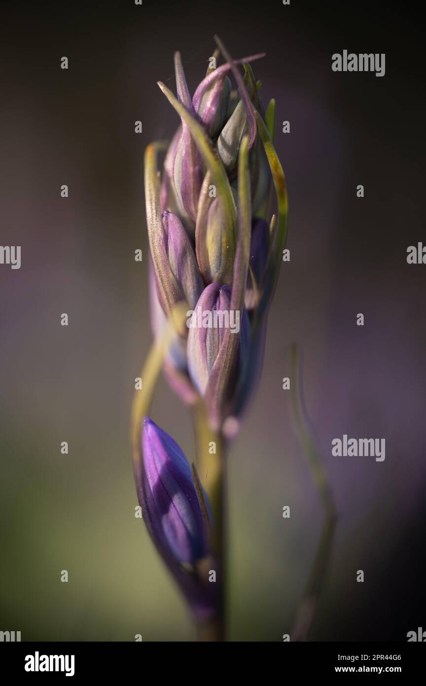 Bluebells buds, blue flower, bokeh, soft background. Stock Photo