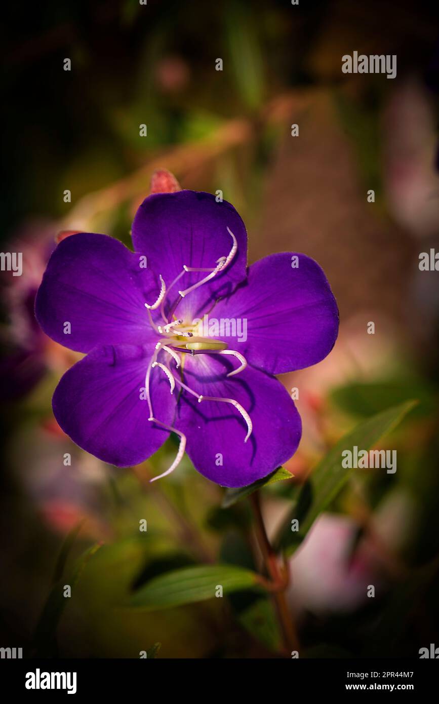 Pleroma urvilleanum, Tibouchina urvilleana, purple flower Stock Photo