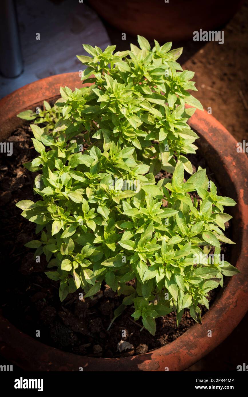 Greek basil, bush basil, Ocimum basilicum, green vegetable Stock Photo