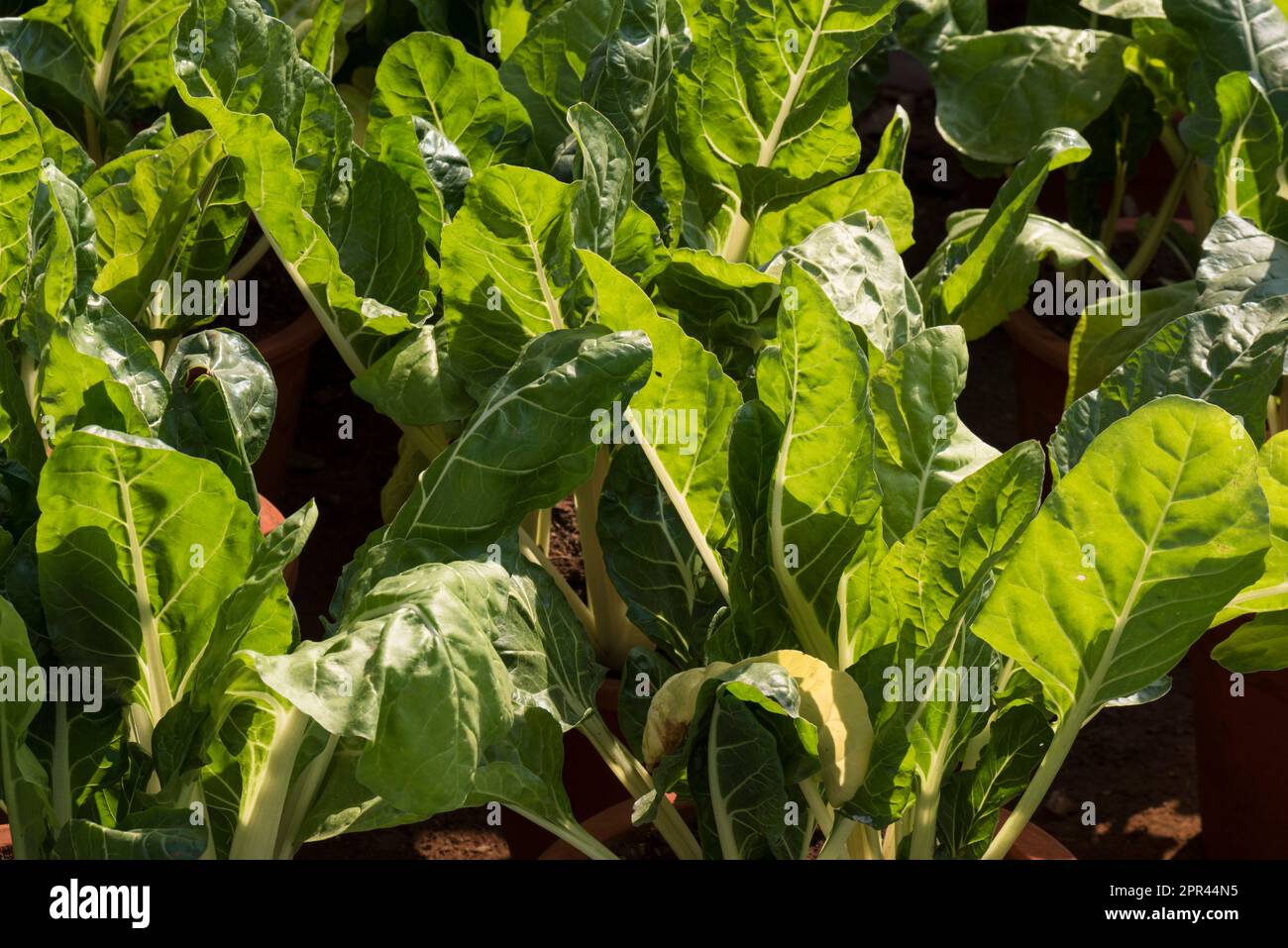 Indian beet hi-res stock photography and images - Alamy