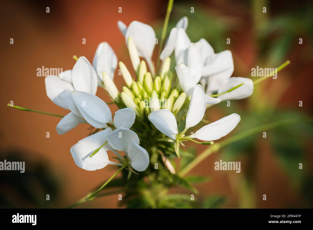 Yucca flower, white flowers, garden flower Stock Photo