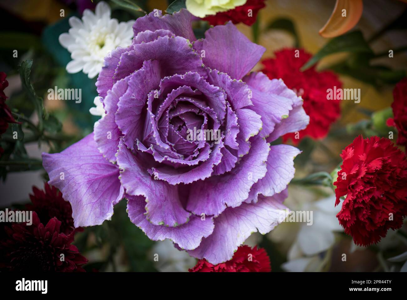 Primula Belarina, Amethyst Ice, Primrose, purple flower Stock Photo