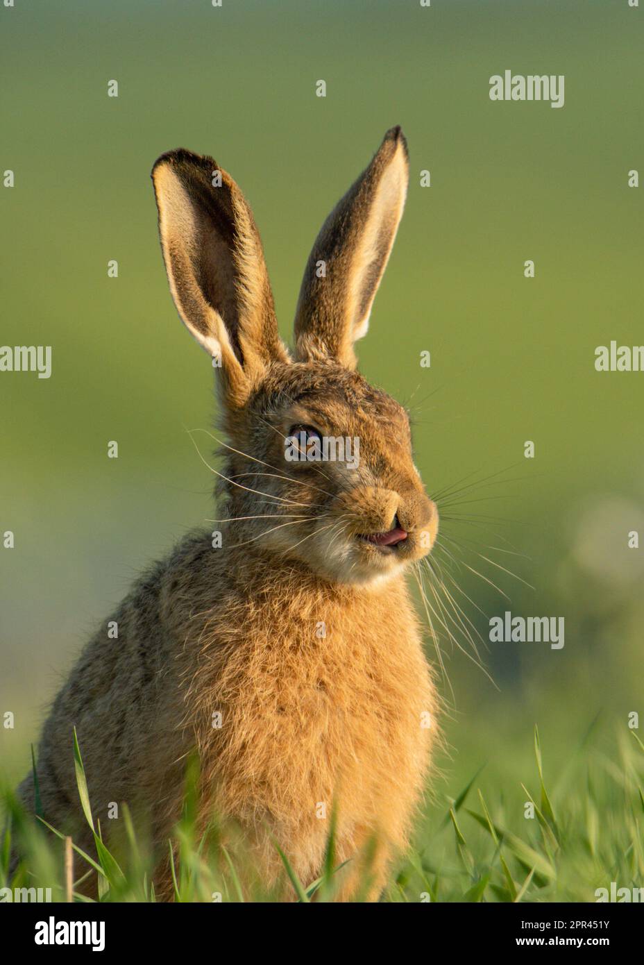 HILARIOUS images of naughty hares pulling faces the funniest of faces have been captured in Dorset. Stock Photo