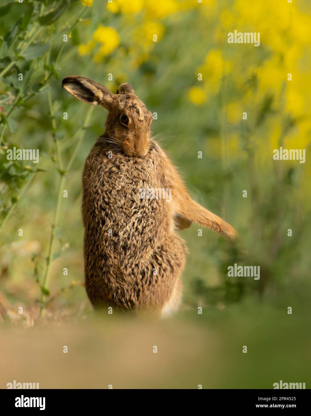 HILARIOUS images of naughty hares pulling faces the funniest of faces have been captured in Dorset. Stock Photo