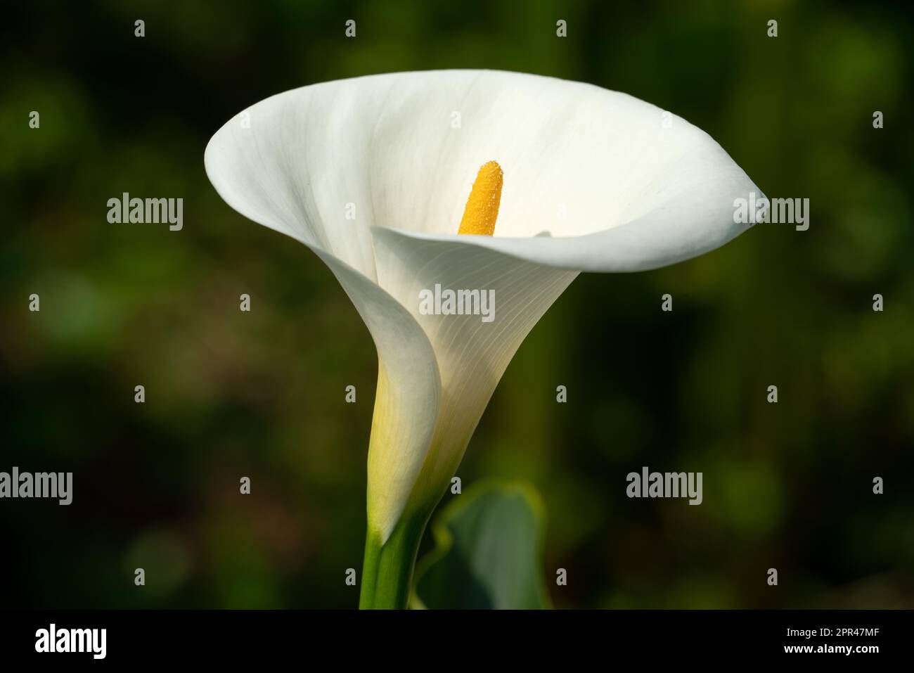 Beautiful lovely white calla lily in the natural garden. Stock Photo