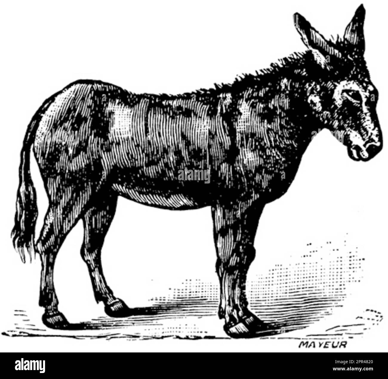 Horse, donkey, mule Stock Photo - Alamy