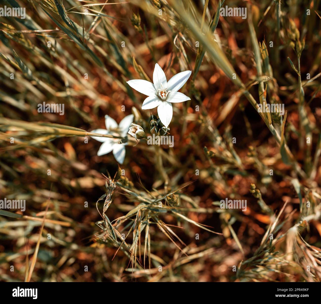 White flower beauty in nature, grass lily, garden star-of-Bethlehem, nap-at-noon, Ornithogalum umbellatum. Stock Photo