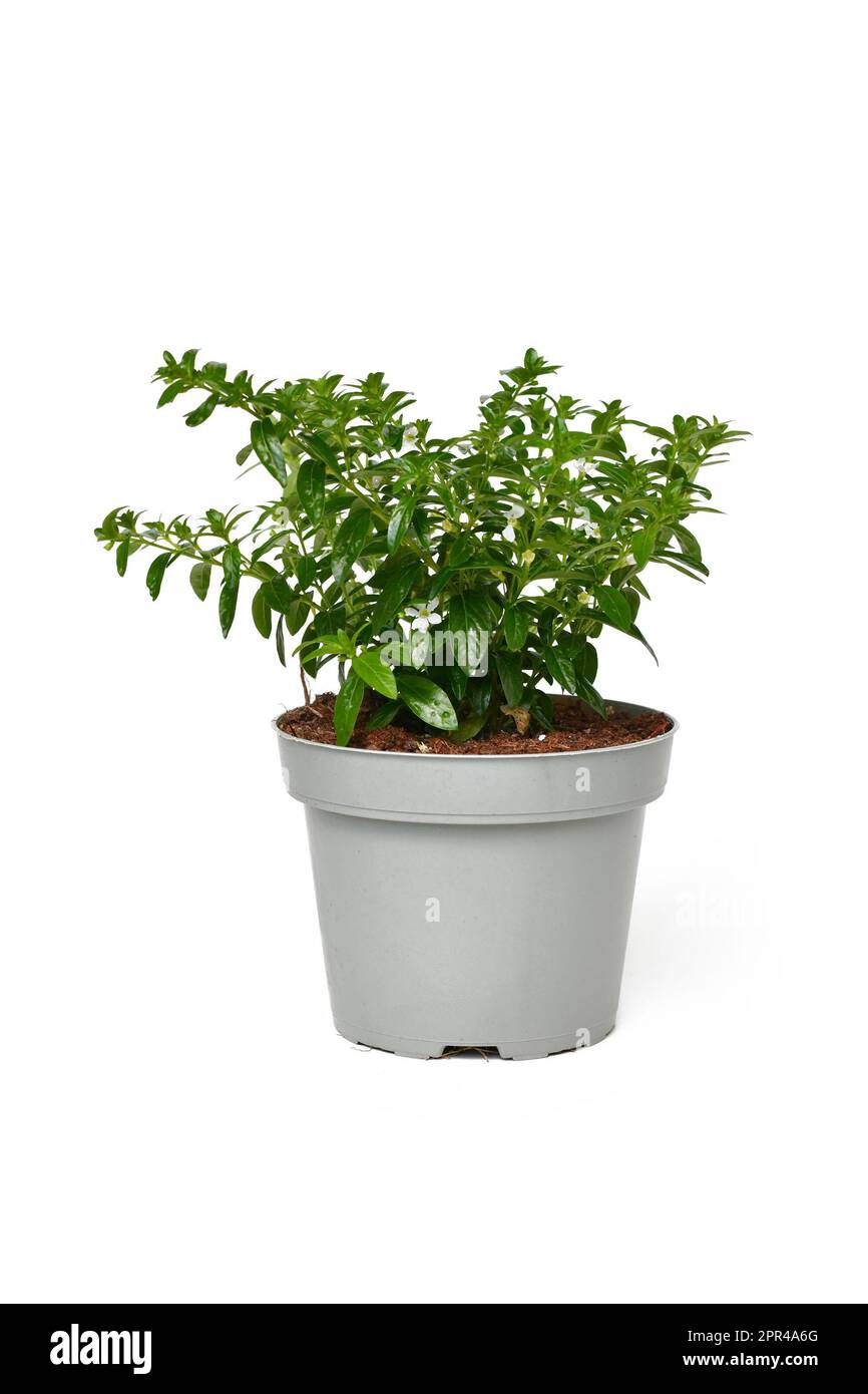 Potted 'Cuphea Hyssopifolia' plant with small white flowers on white background Stock Photo