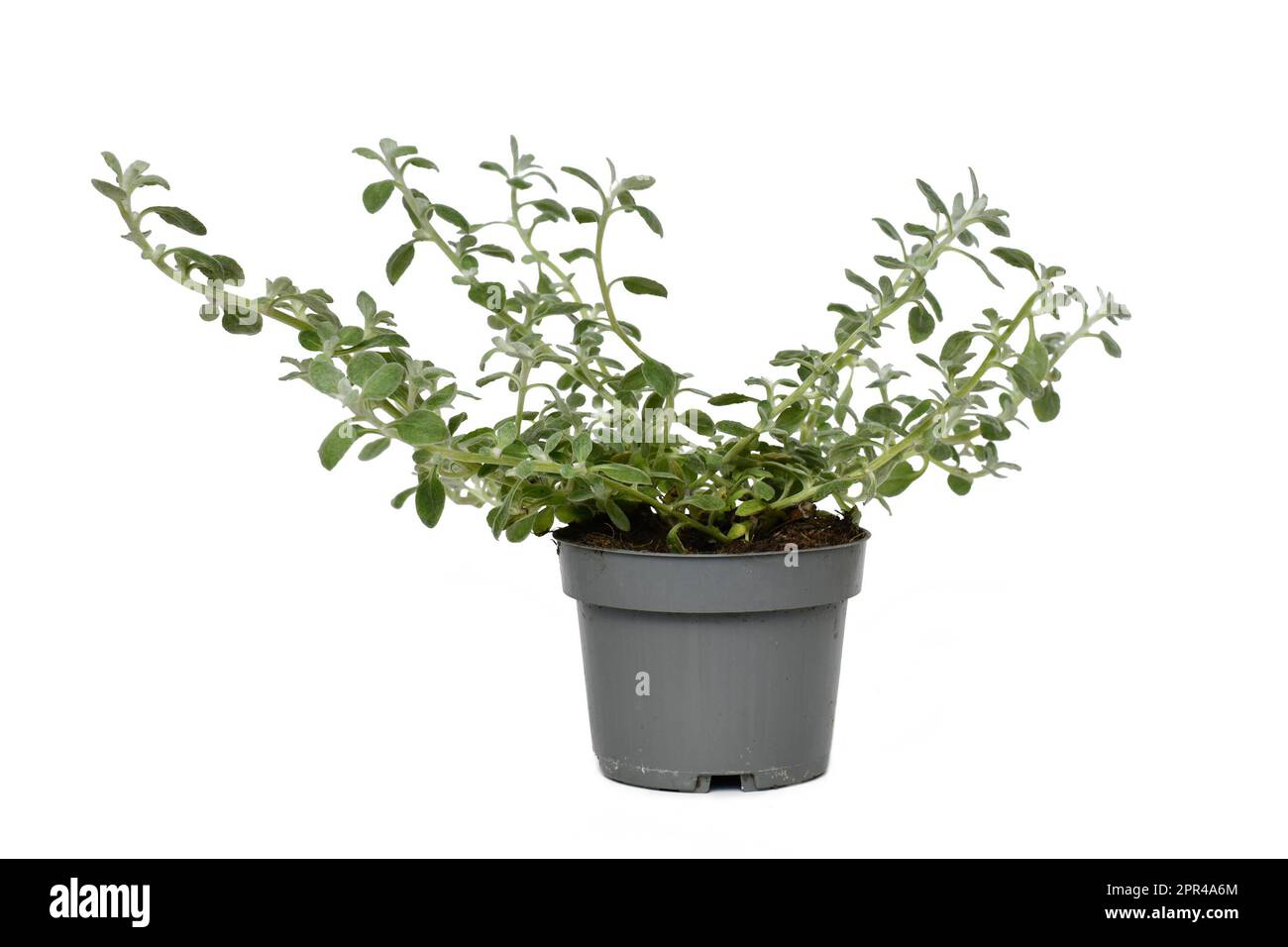 Potted 'Helichrysum Petiolare' plant on white background Stock Photo