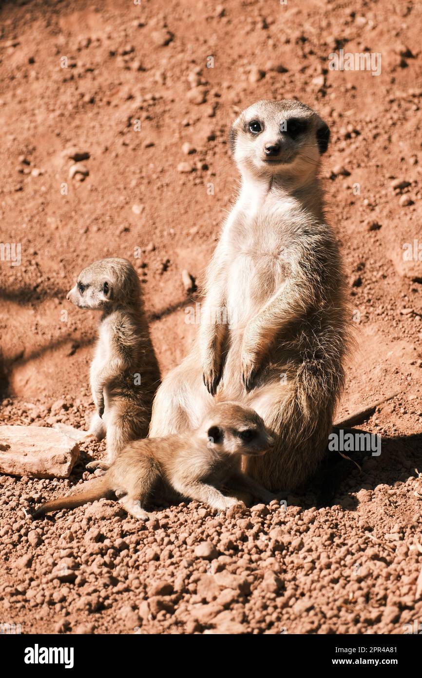 an-adorable-meerkat-with-its-pups-in-an-outdoor-setting-on-a-sunny-day