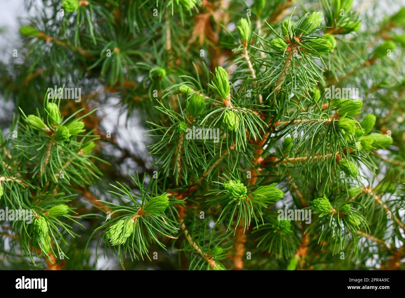 New growth during spring on 'Picea Glauca' spruce tree Stock Photo