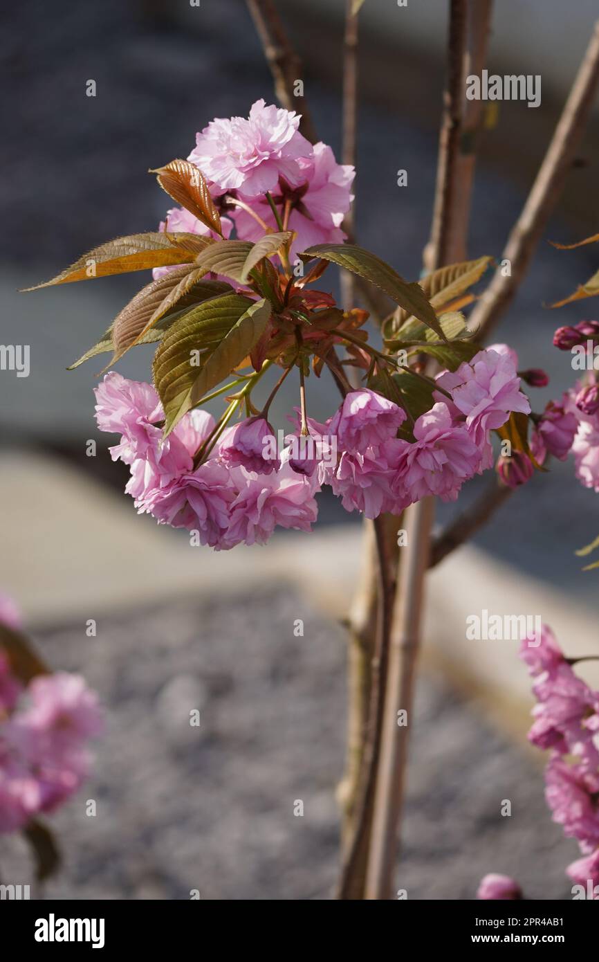 Buddhist tree planting hi-res stock photography and images - Alamy