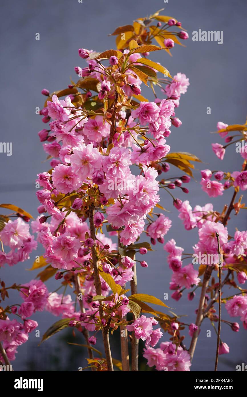 Buddhist tree planting hi-res stock photography and images - Alamy