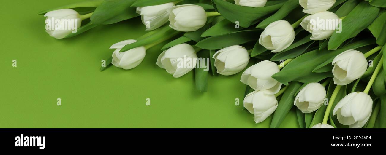 Beautiful bouquet of white tulip flowers with card on green background ...