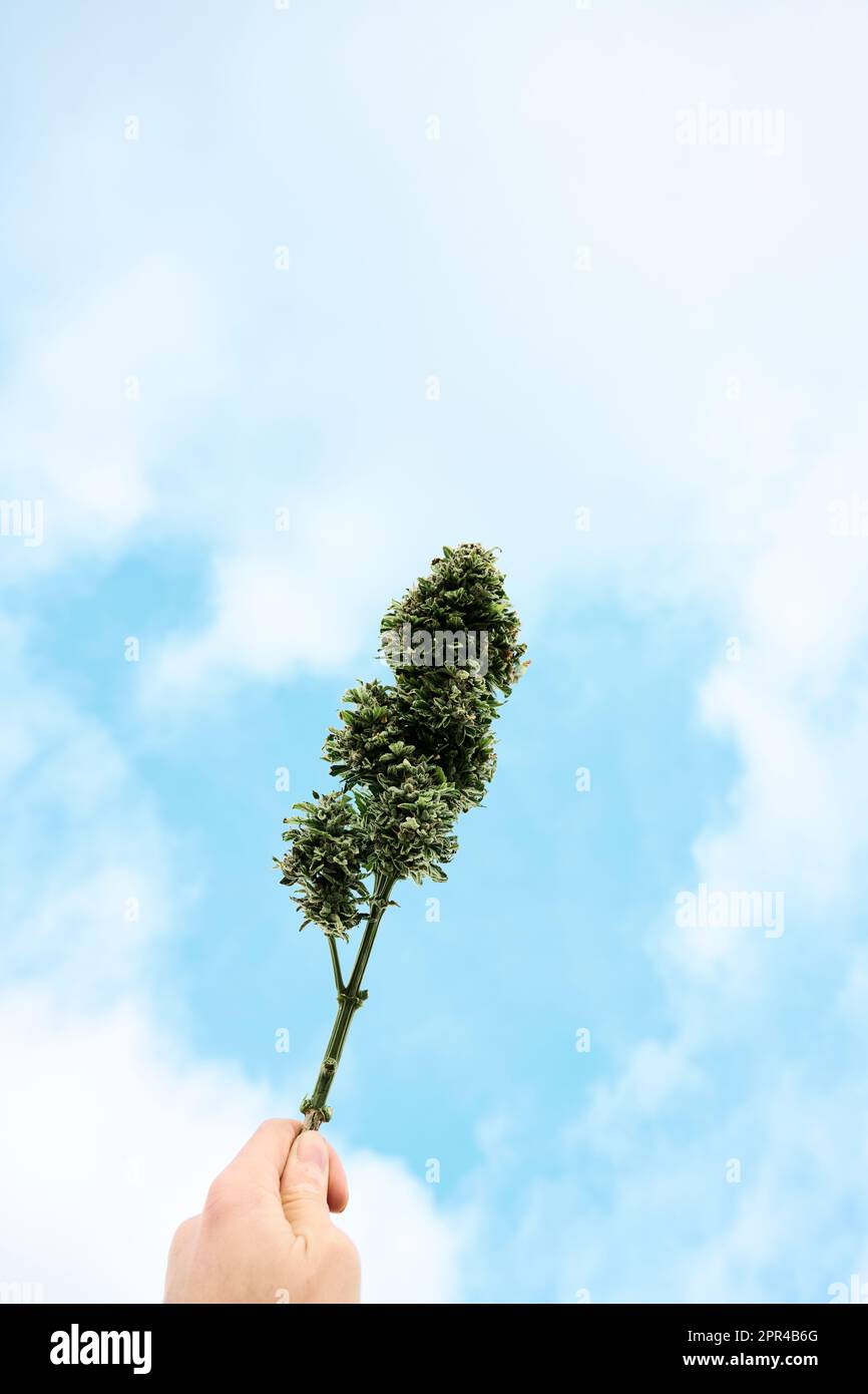 someone holds a large bud of cannabis up to the sky. Drug and marijuana concept Stock Photo