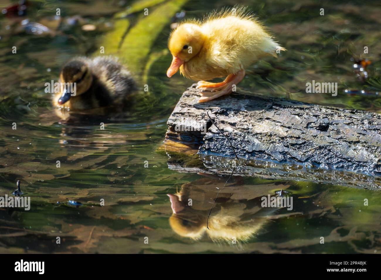 Baby duckling on floating log in urban pond. Stock Photo