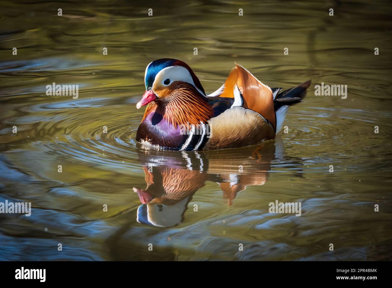 Highly coloured male Mandarin duck makes a good reflection on a local urban pond. A perching duck species native to the East Palearctic. Stock Photo