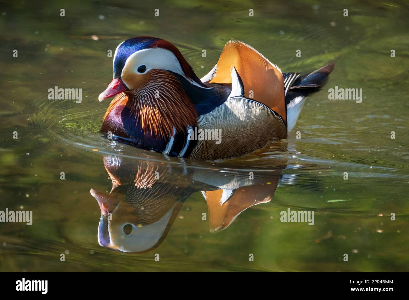 Highly coloured male Mandarin duck makes a good reflection on a local
