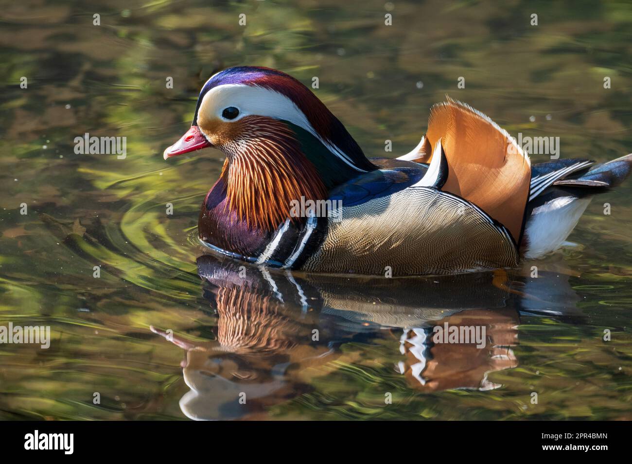 Highly coloured male Mandarin duck makes a good reflection on a local urban pond. A perching duck species native to the East Palearctic. Stock Photo