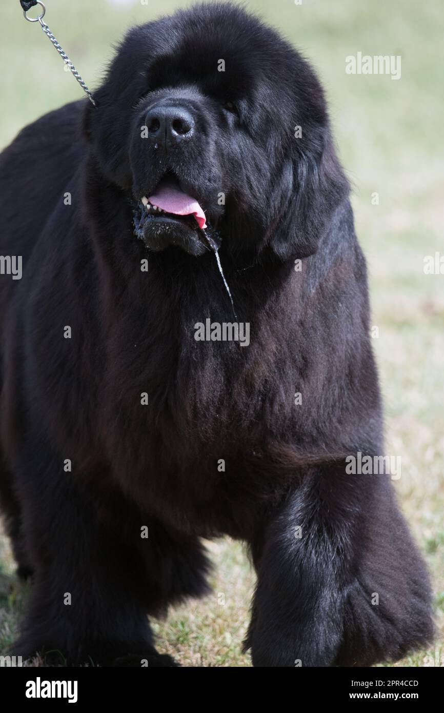 Newfoundland dog with a bit of drool hanging from their mouth Stock Photo