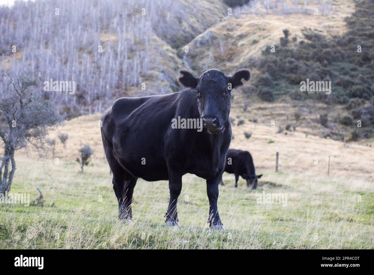 A black angus cow grazes in New Zealand. Cattle Stock Photo Alamy
