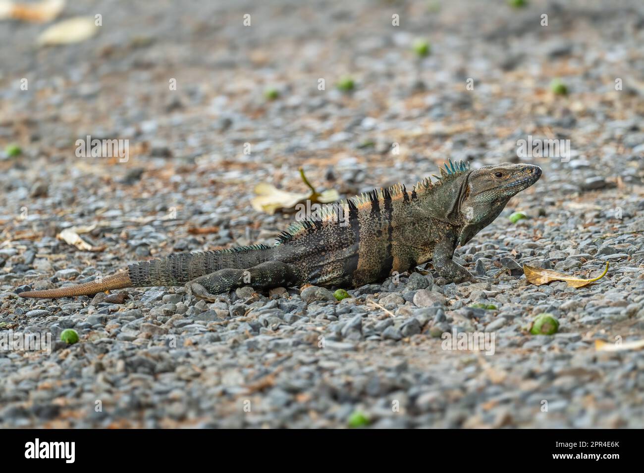 Common Green Iguana - Iguana iguana, large popular lizard from Central ...