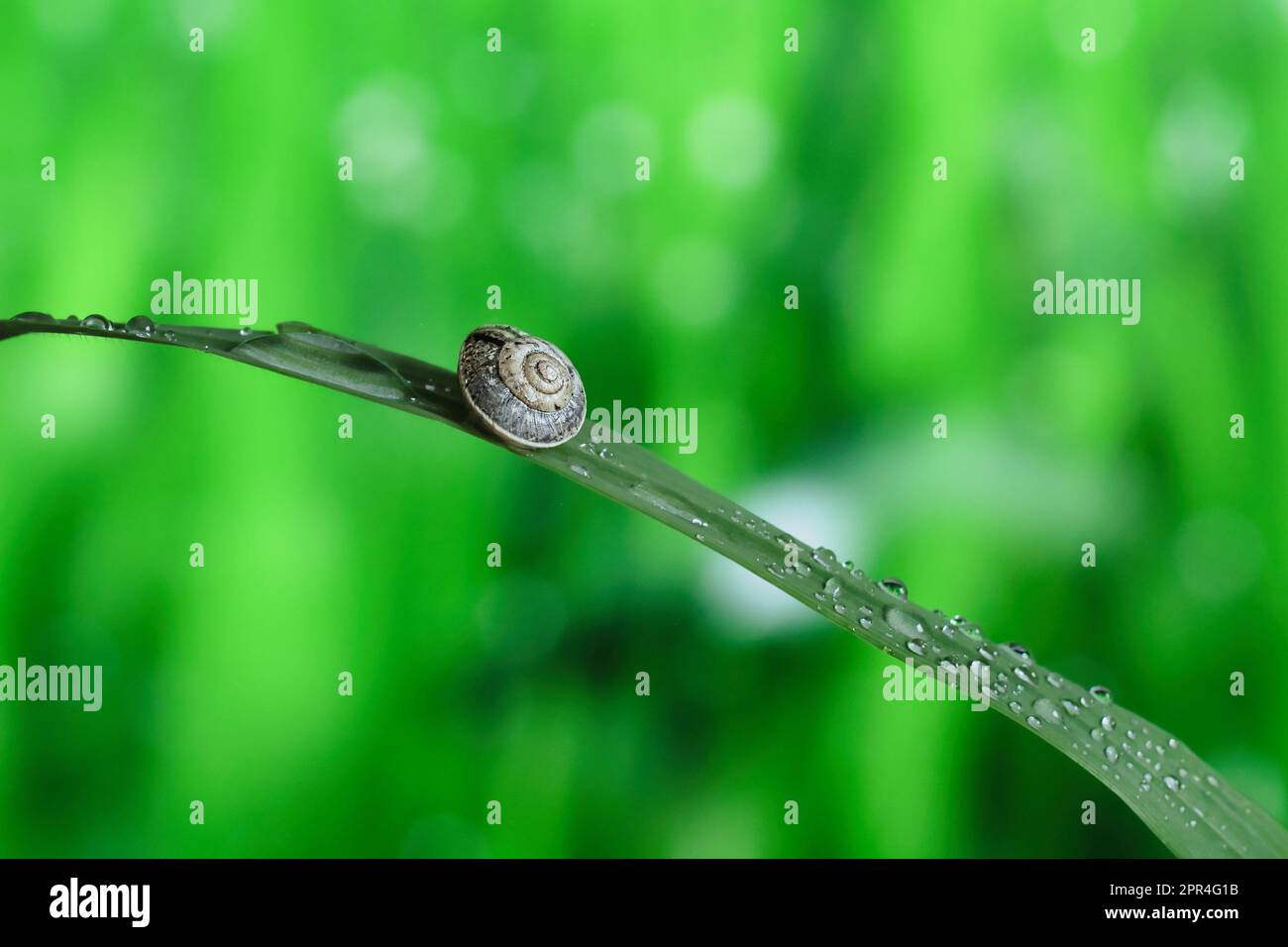 A small newborn baby garden snail perches atop a thin, archshaped