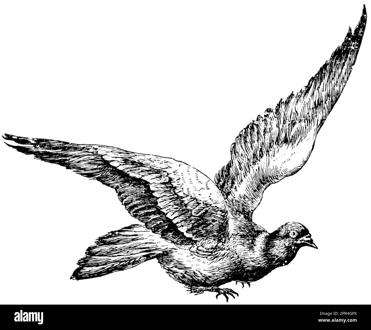 Farm birds Black and White Stock Photos & Images - Alamy