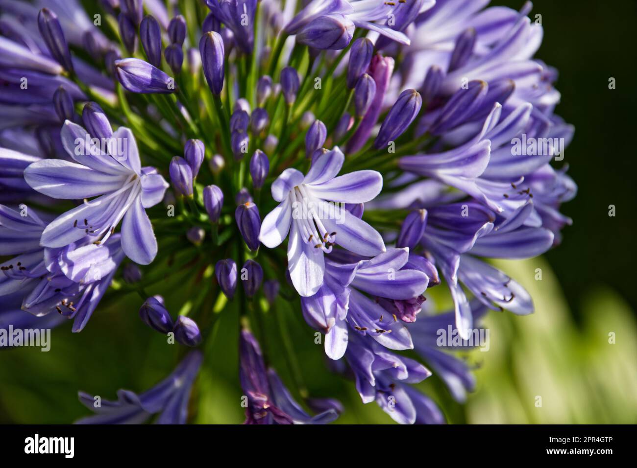 Close-up shot of a purple flower on Flores island, Azores, Portugal Stock Photo