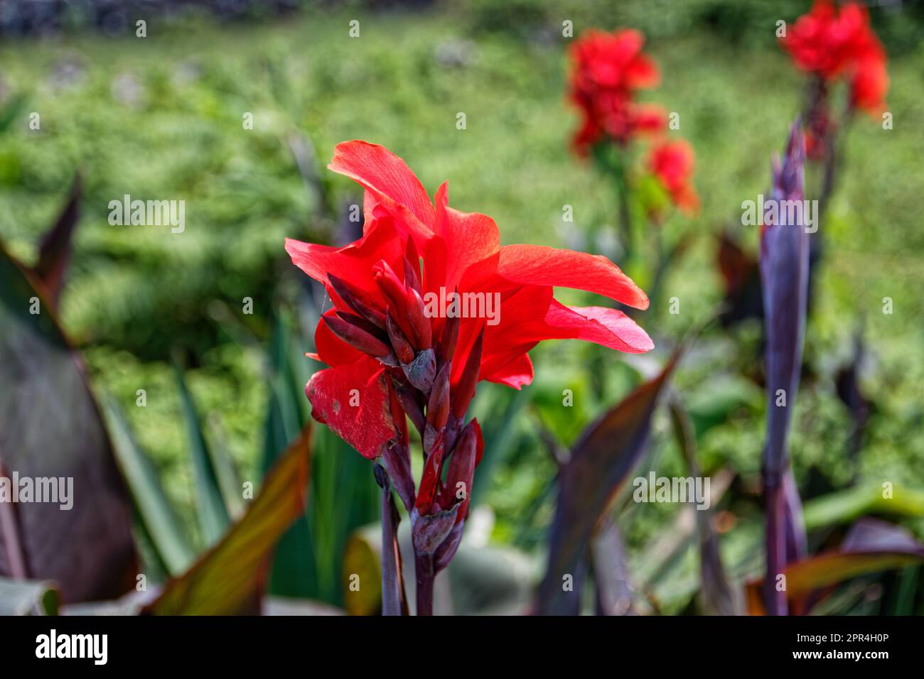 Close-up shot of a beautiful flower on Flores island, Azores, Portugal ...