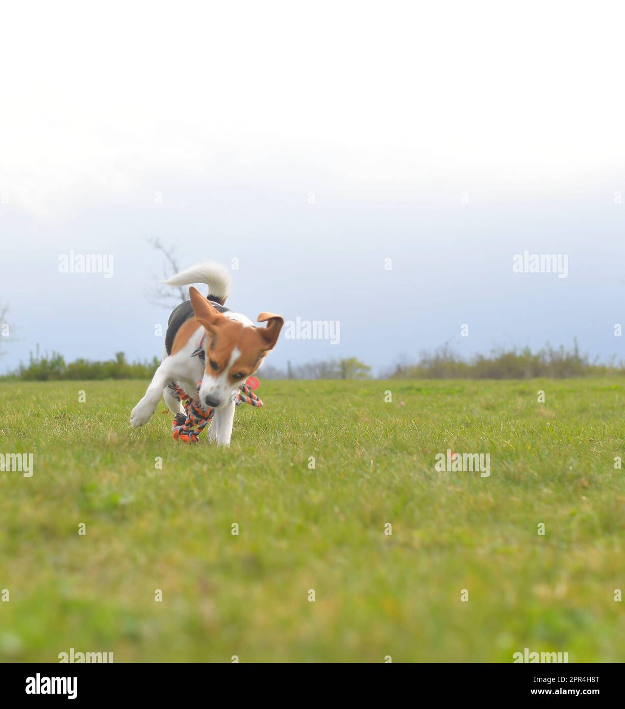 Cute beagle puppy with dog toy rope. Dog running in the meadow. Playful puppy with dog toy. Stock Photo