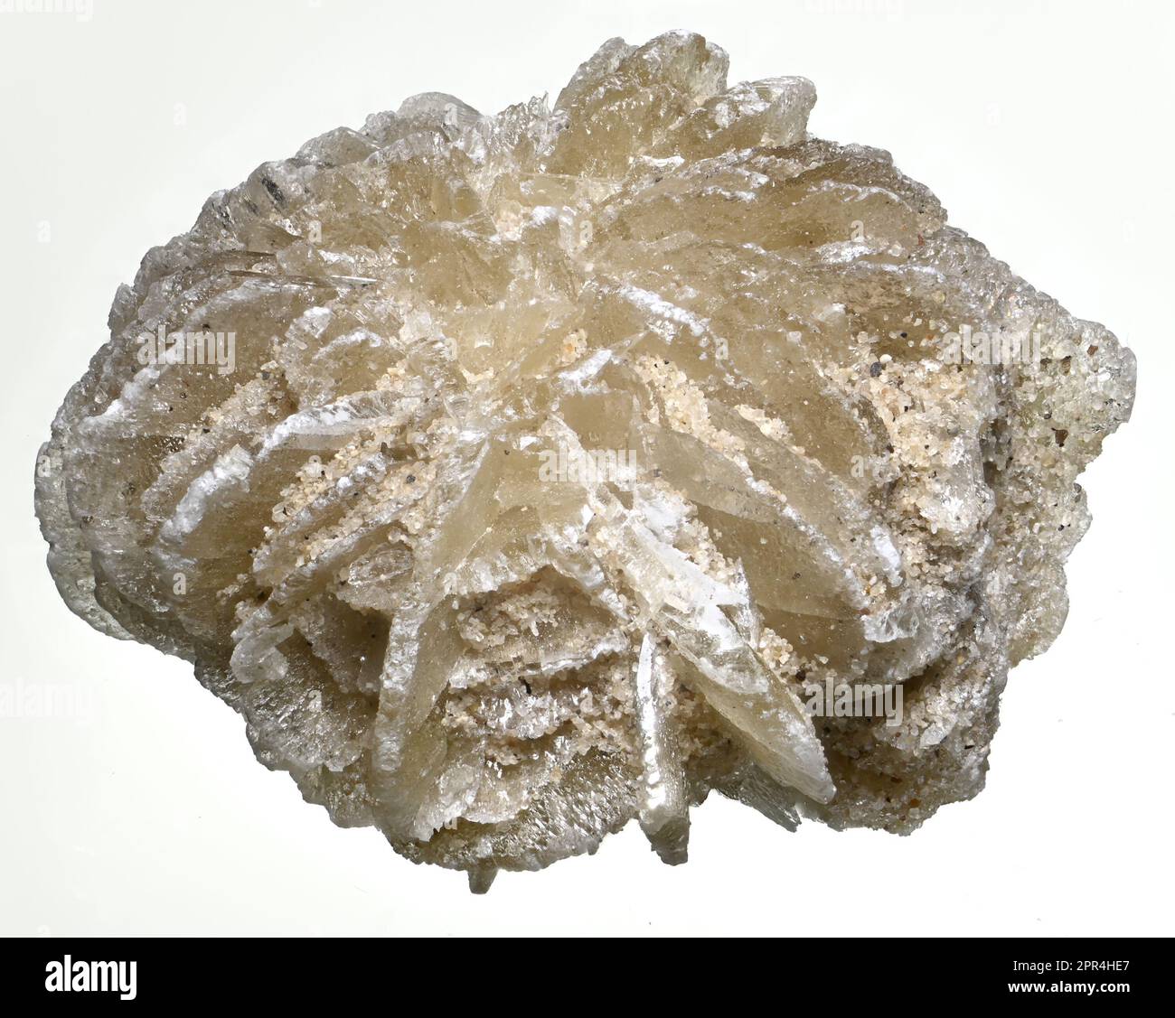 Desert Rose - Baryte (barium sulphate) Stock Photo