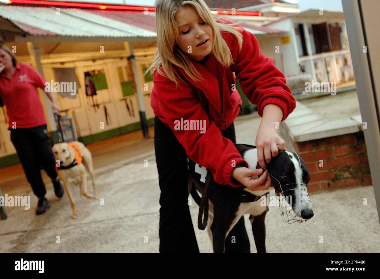 'Darling Nectar' a young bitch at the start of her racing career ...