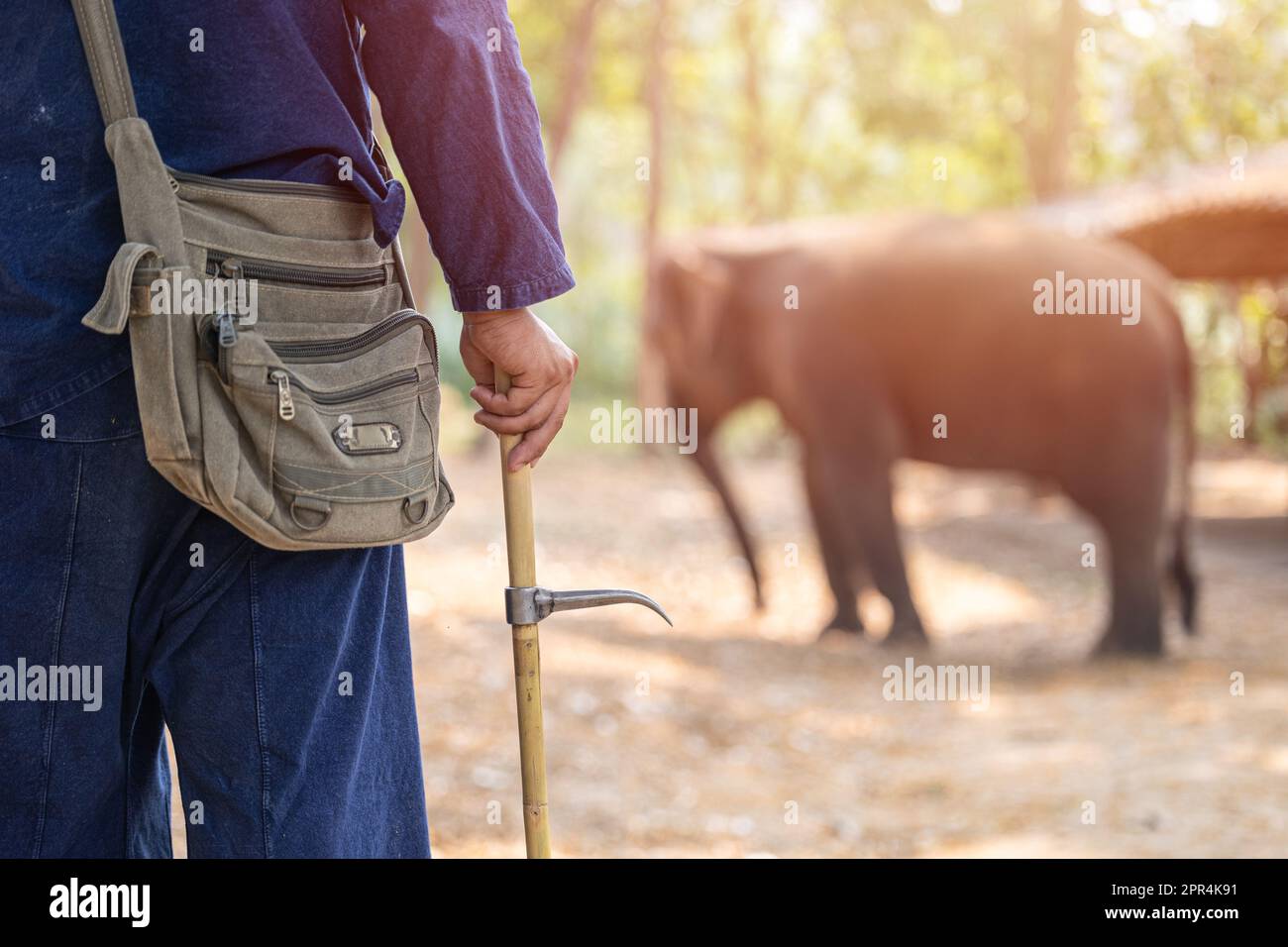 Elephant trainer or Mahout with Bull Hook Ankus for control order wild elephant keep protect from elephant hunter for tusks Stock Photo