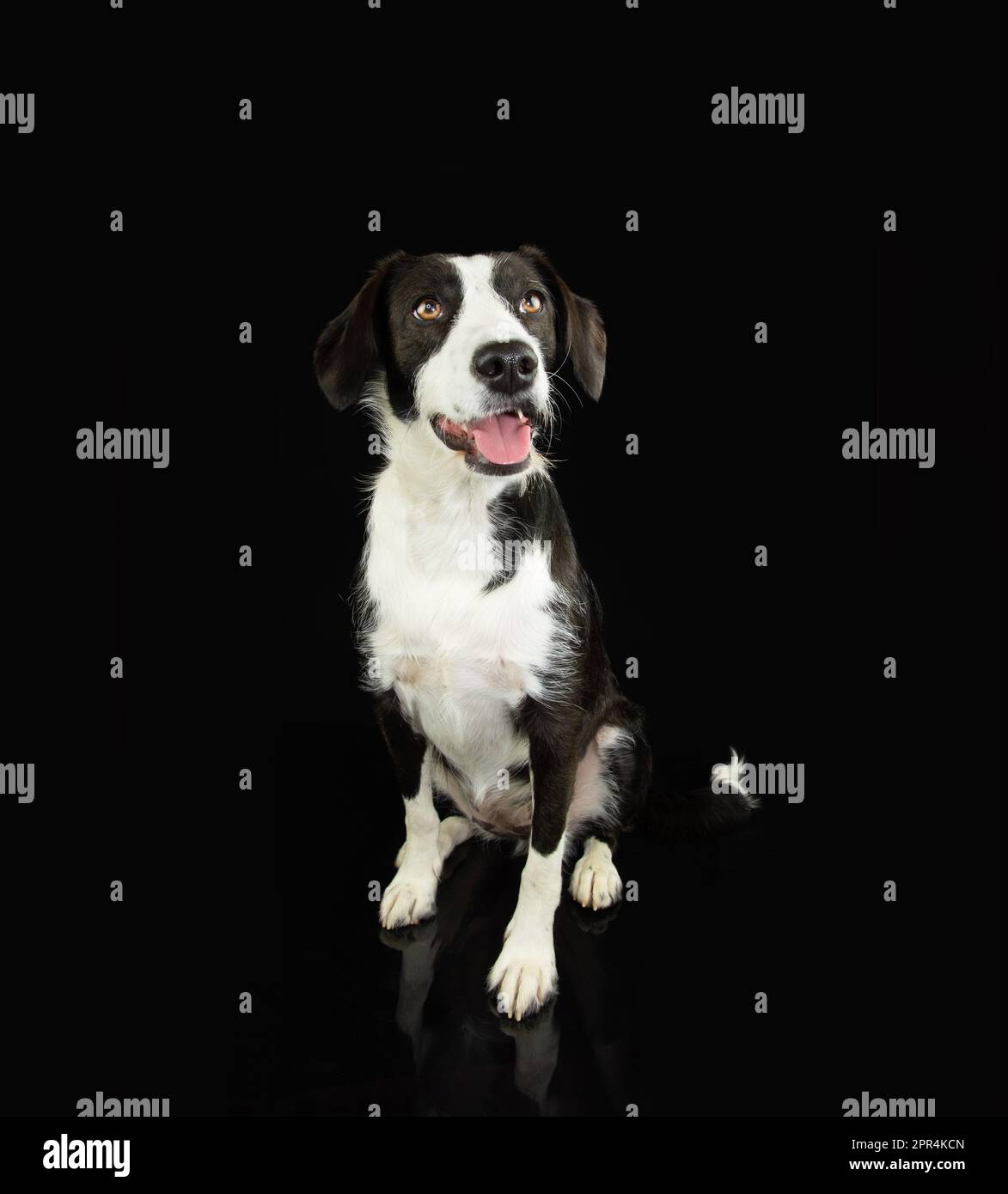 Portrait happy black mixed-breed dog sitting. Isolated on black dark background Stock Photo