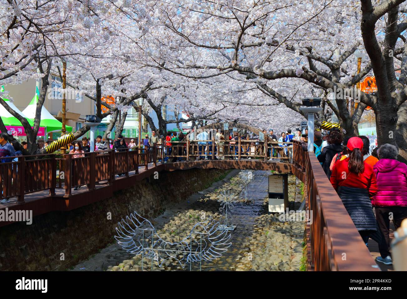 JINHAE, SOUTH KOREA - MARCH 28, 2023: People visit Jinhae Cherry
