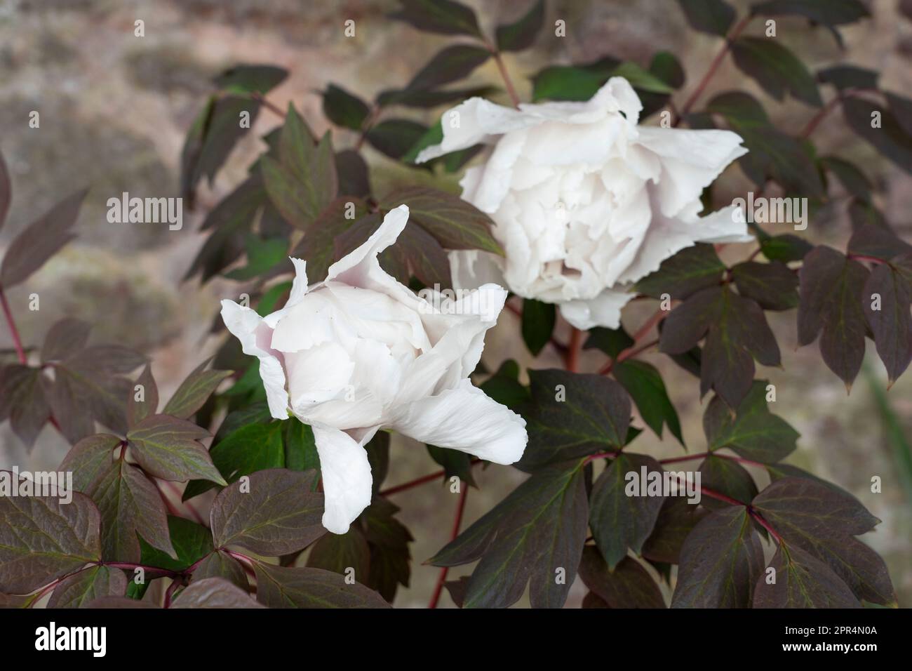 Pure white semi double flowers of Paeonia suffruticosa 'Renkaku', common name Tree Peony, in a garden in spring, Wales, UK Stock Photo