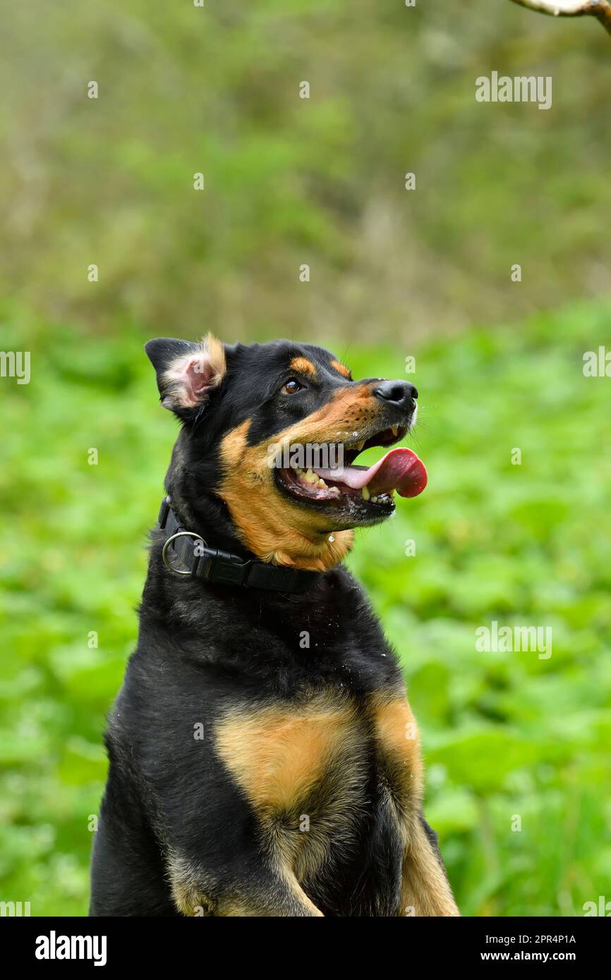 Labrador rottweiler cross hi-res stock photography and images - Alamy