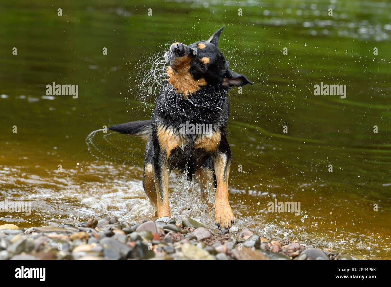Labrador Rottweiler cross shaking water from coat after playing in river, Berwickshire, Scotland Stock Photo
