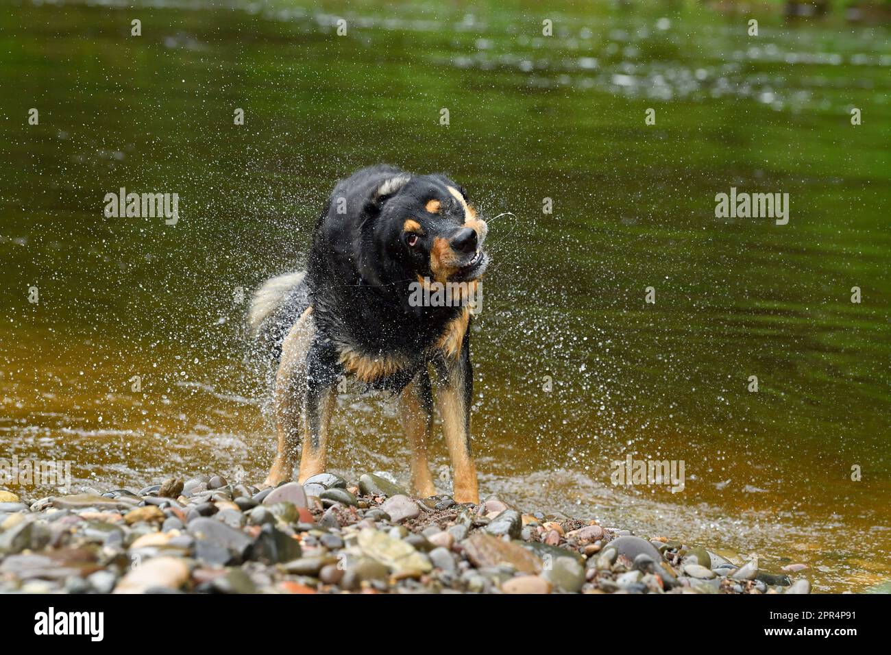Labrador Rottweiler cross shaking water from coat after playing in river, Berwickshire, Scotland Stock Photo