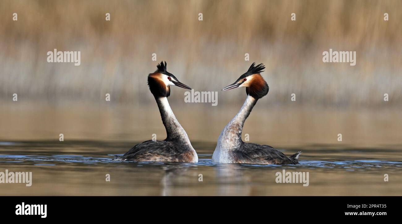 Pair of Great crested grebes in mating ceremonies Stock Photo