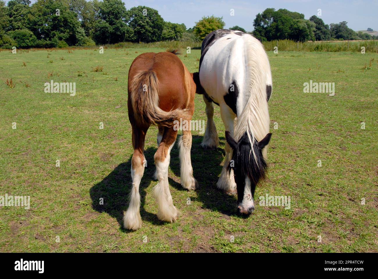 Clydesdale mare and foal in field, Wiltshire, England Stock Photo