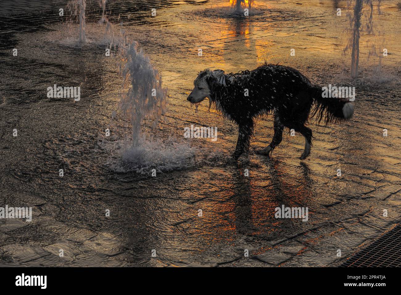 Playful dog is fascinated by fountain water gushing up from below ground in the Grand Place in Tournai or Doornik, Wallonia, Hainaut, Belgium. Stock Photo