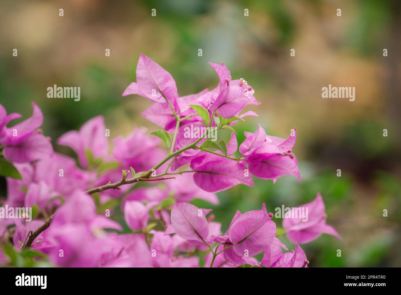 Bougainvillea, pink, bouquet of flowers, axillary or branch Each bouquet has 3 flowers. It is a perennial shrub type. Stock Photo