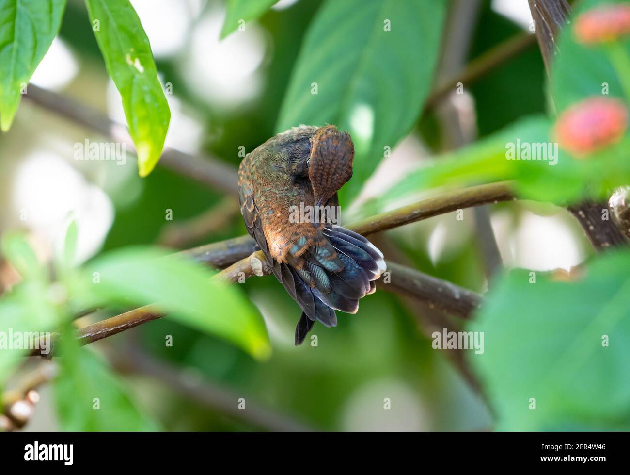Baby Ruby Topaz hummingbird, Chrysolampis mosquitus, cleaning its feathers in a shaded tree. Stock Photo
